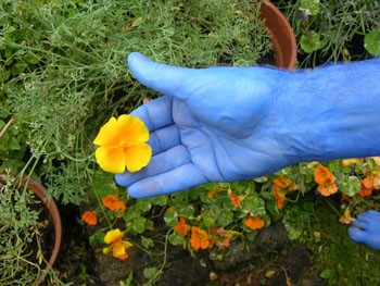 Blue Home Grown by Cally Trench and Philip Lee