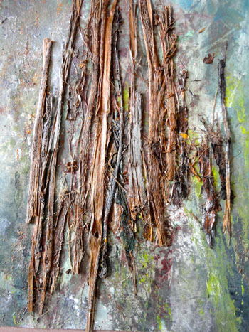 The Woods by Maureen O'Brien