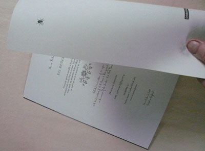 Mes Mouches by Sharon Kivland