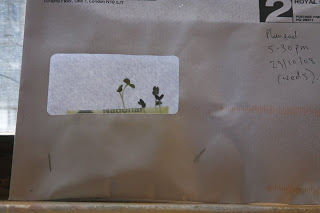 Envelope Garden by Steve Perfect